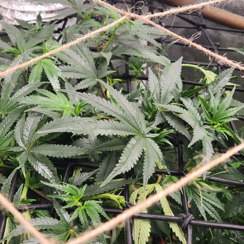 God Bud #1 growlog timeline photo