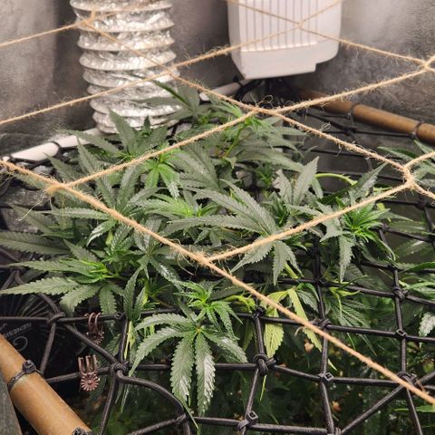God Bud #1 growlog timeline photo