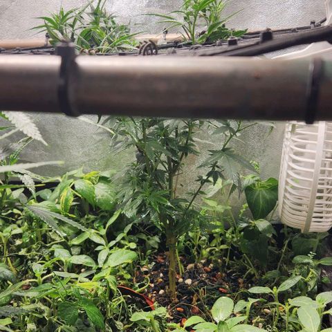 God Bud #2 growlog timeline photo