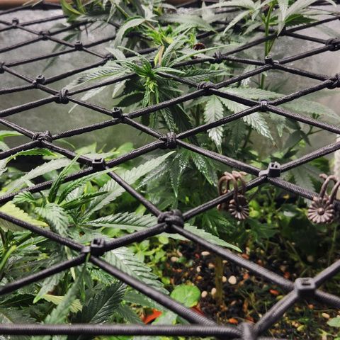 God Bud #2 growlog timeline photo