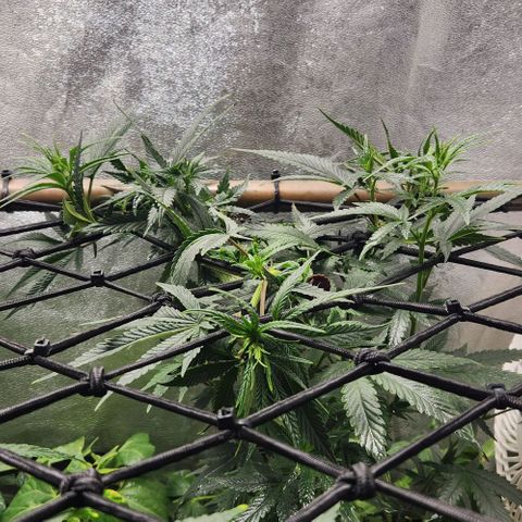 God Bud #2 growlog timeline photo