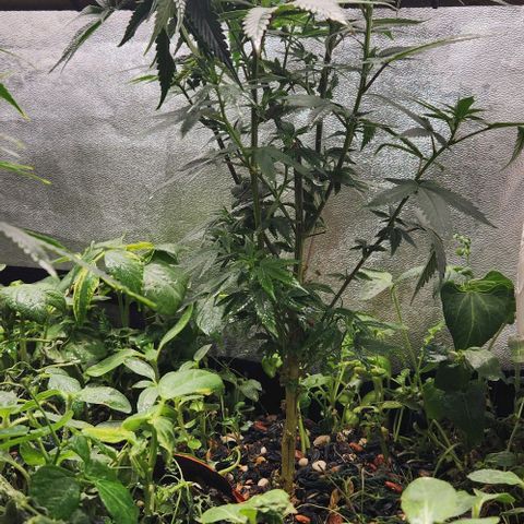 God Bud #2 growlog timeline photo