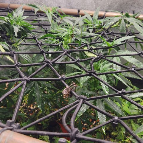 Purple Buddha #1 growlog timeline photo