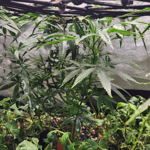 Purple Buddha #1 growlog timeline photo