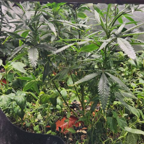 Purple Buddha #2 growlog timeline photo