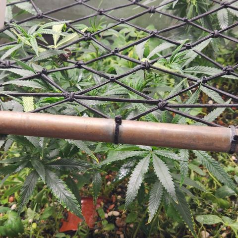 Purple Buddha #2 growlog timeline photo