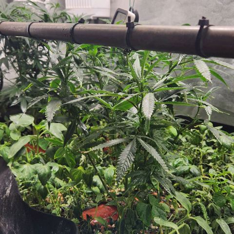 Purple Buddha #2 growlog timeline photo