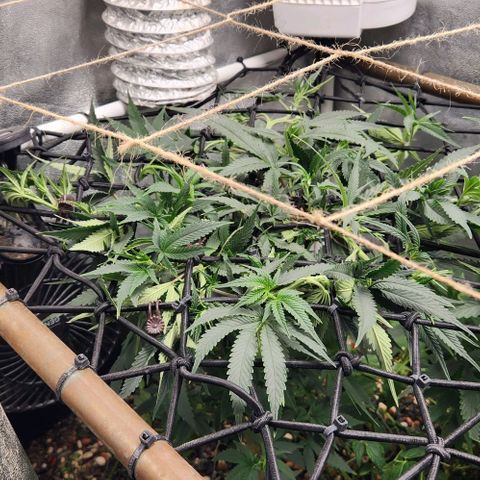 God Bud #1 growlog timeline photo