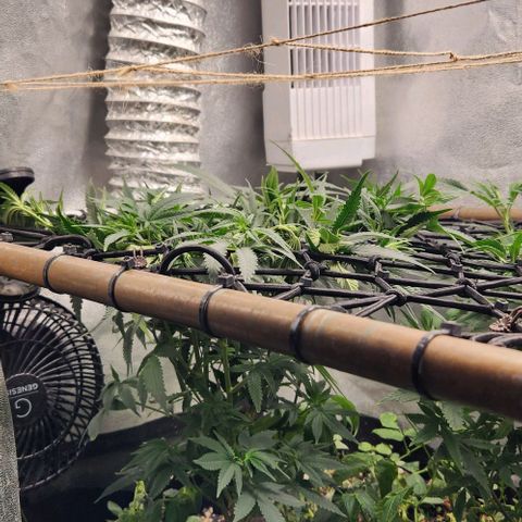 God Bud #1 growlog timeline photo