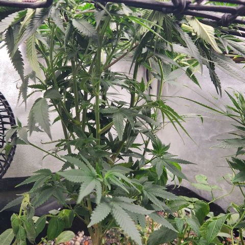 God Bud #1 growlog timeline photo