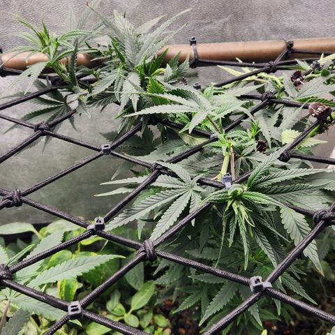 God Bud #2 growlog timeline photo