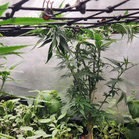 God Bud #2 growlog timeline photo
