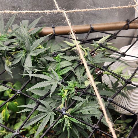 God Bud #2 growlog timeline photo