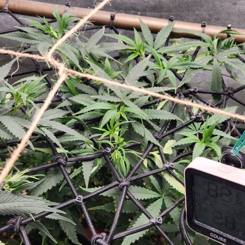 Purple Buddha #1 growlog timeline photo