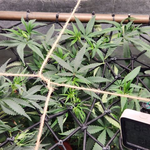 Purple Buddha #1 growlog timeline photo