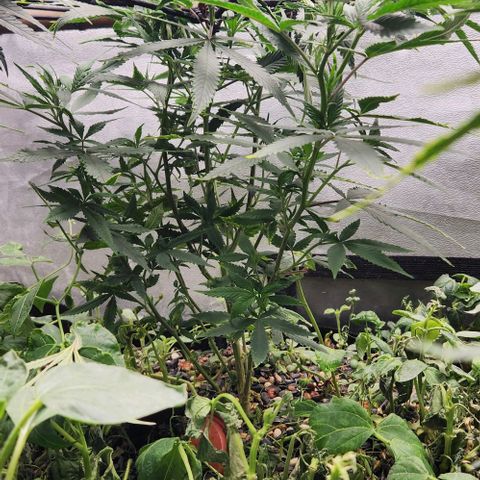 Purple Buddha #1 growlog timeline photo