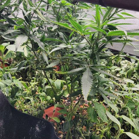 Purple Buddha #2 growlog timeline photo
