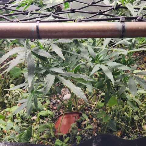Purple Buddha #2 growlog timeline photo