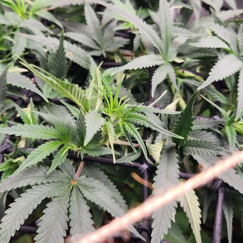 God Bud #1 growlog timeline photo