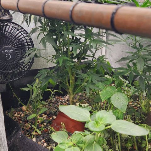 God Bud #1 growlog timeline photo