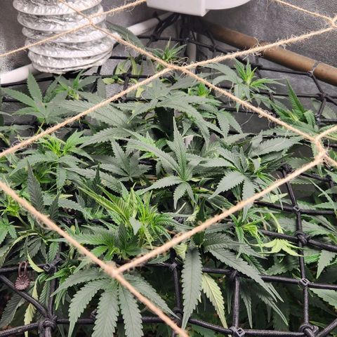 God Bud #1 growlog timeline photo