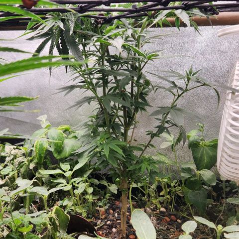 God Bud #2 growlog timeline photo