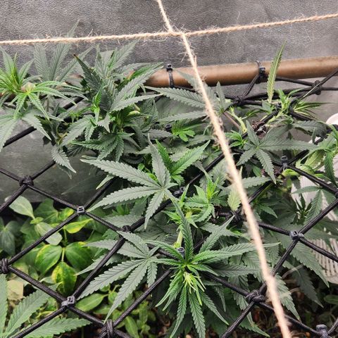 God Bud #2 growlog timeline photo