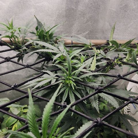 God Bud #2 growlog timeline photo