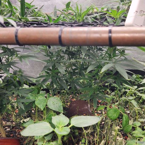Purple Buddha #1 growlog timeline photo