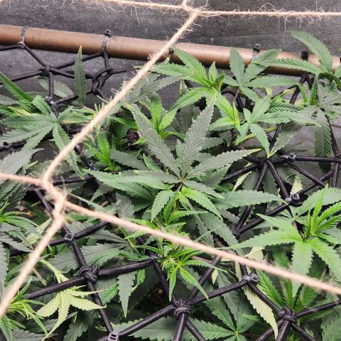Purple Buddha #1 growlog timeline photo