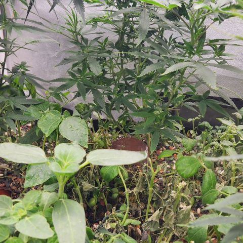 Purple Buddha #1 growlog timeline photo