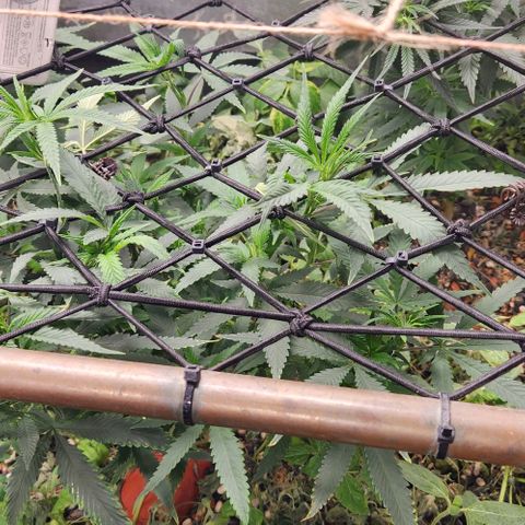 Purple Buddha #2 growlog timeline photo
