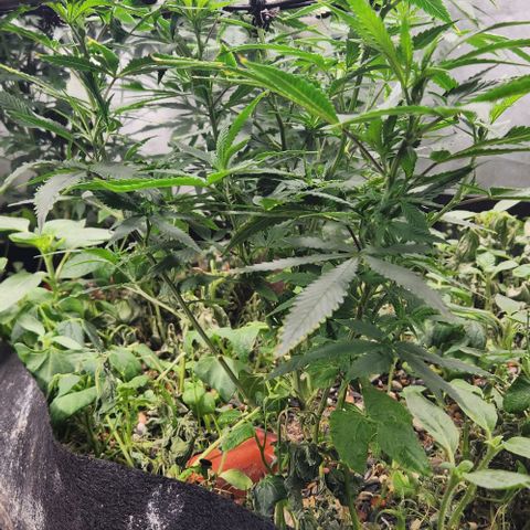 Purple Buddha #2 growlog timeline photo