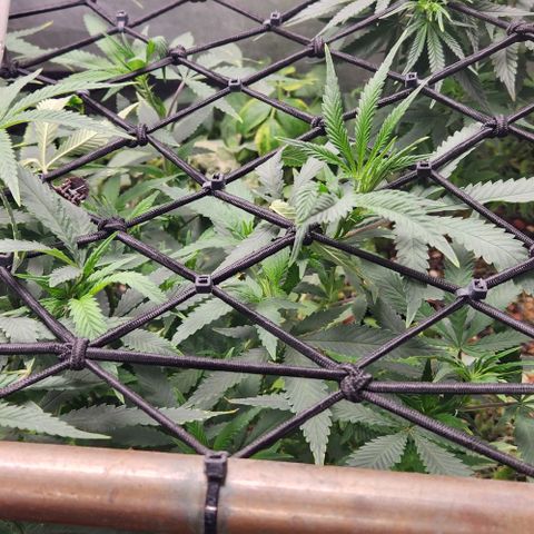 Purple Buddha #2 growlog timeline photo