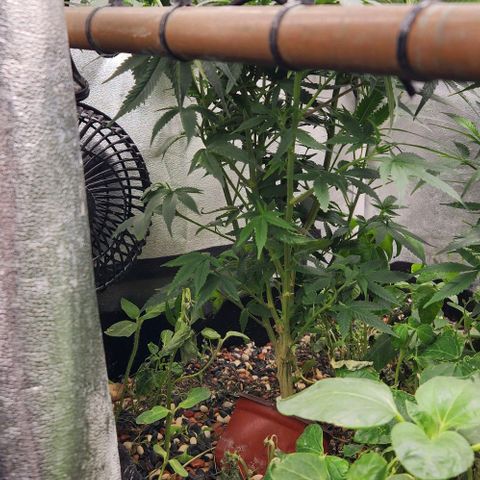 God Bud #1 growlog timeline photo