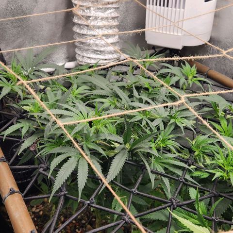 God Bud #1 growlog timeline photo