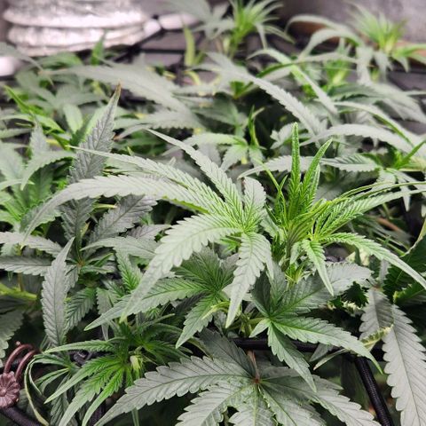 God Bud #1 growlog timeline photo