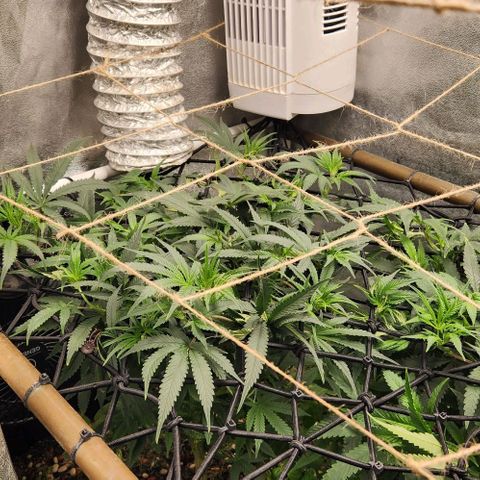 God Bud #1 growlog timeline photo