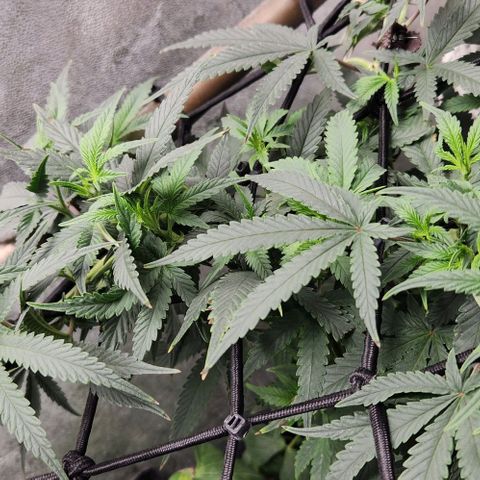 God Bud #2 growlog timeline photo