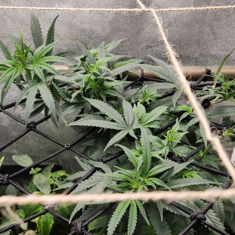 God Bud #2 growlog timeline photo