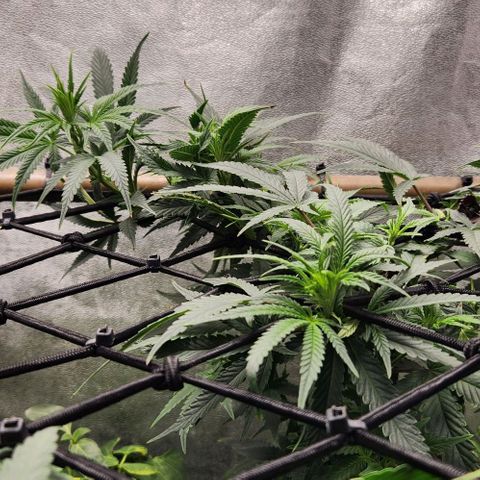 God Bud #2 growlog timeline photo