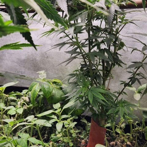 God Bud #2 growlog timeline photo