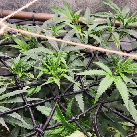 Purple Buddha #1 growlog timeline photo