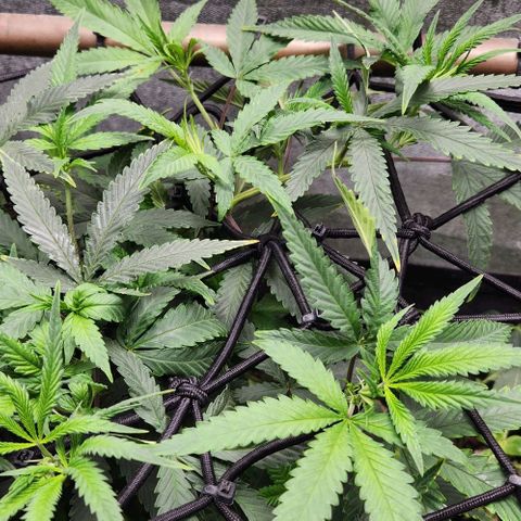 Purple Buddha #1 growlog timeline photo