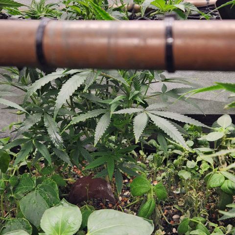 Purple Buddha #1 growlog timeline photo