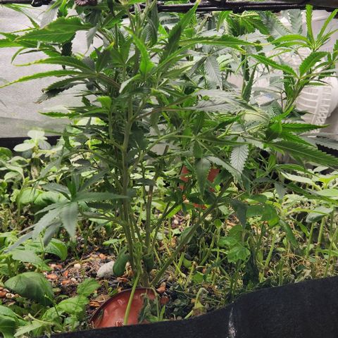 Purple Buddha #2 growlog timeline photo