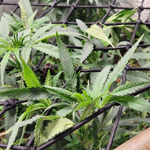 Purple Buddha #2 growlog timeline photo