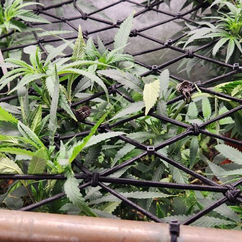 Purple Buddha #2 growlog timeline photo