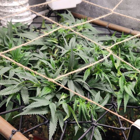 God Bud #1 growlog timeline photo
