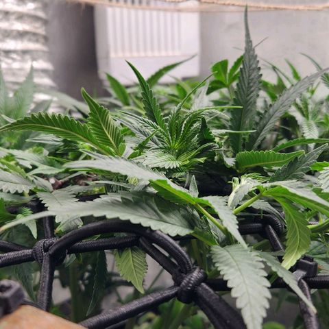 God Bud #1 growlog timeline photo
